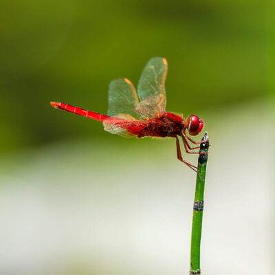 Libelle im Bio-Pool von Casa Viva in Gardasee